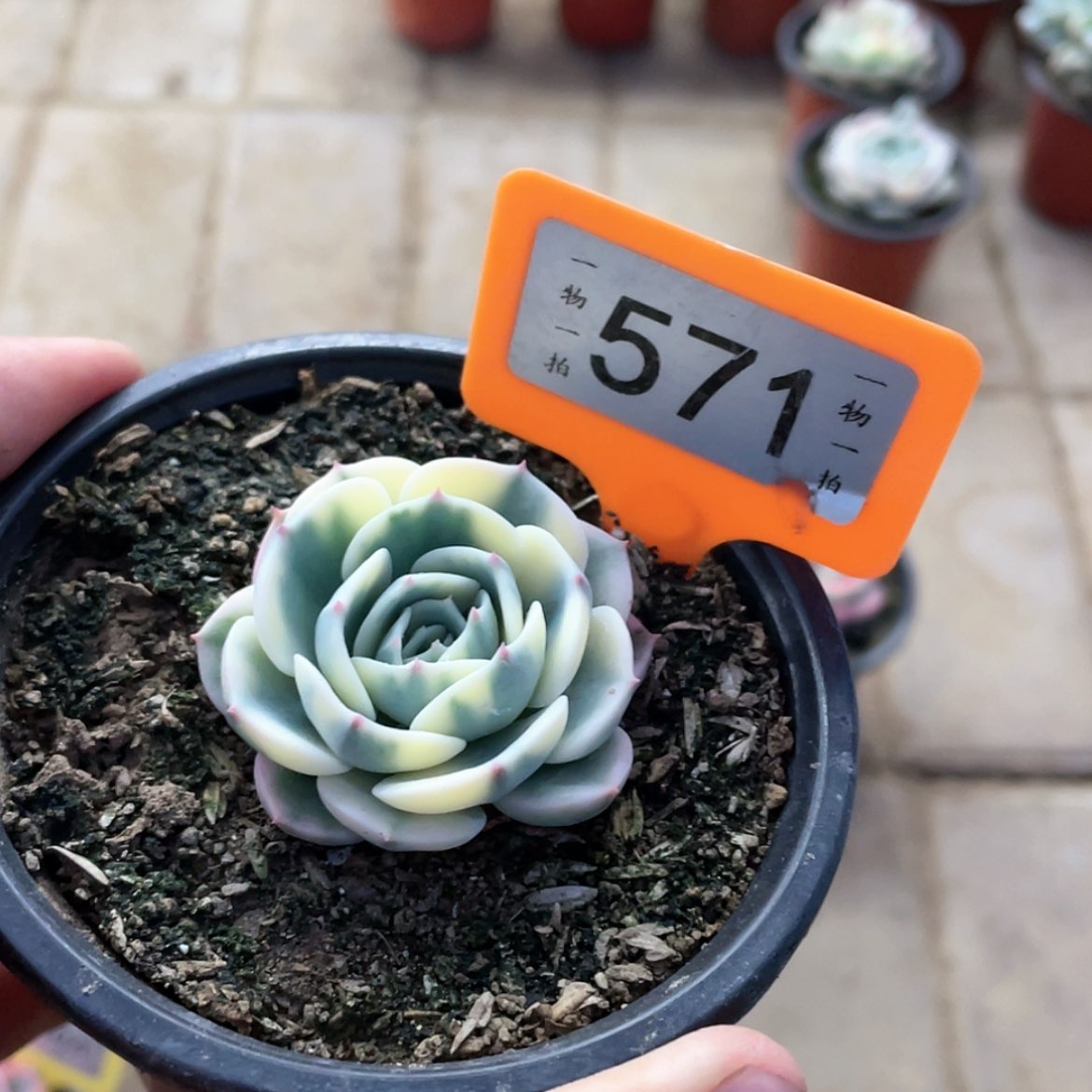 【闪购商品】戒****3571号
