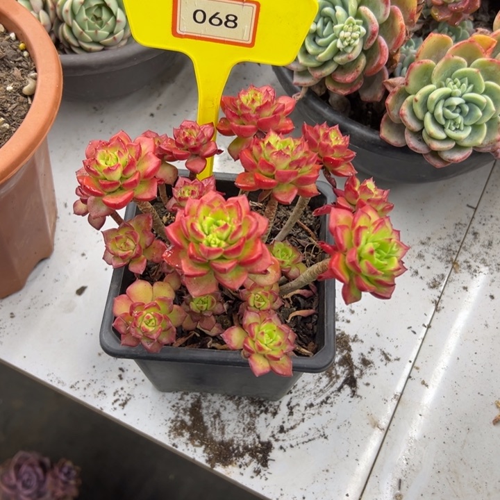 刘*姐蒂亚多肉植物068