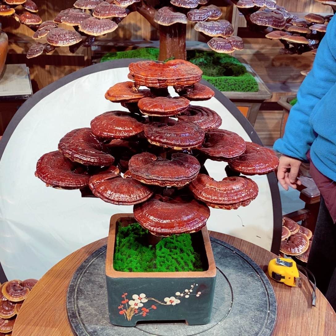 通****车发财树发财树发财树