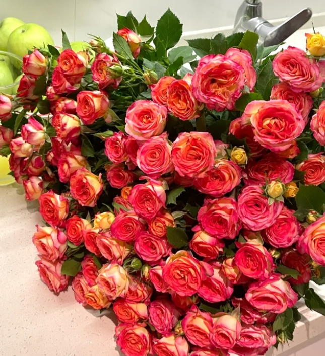 【新疆花之溪】爱丽丝多头玫瑰（8-10枝）（10%-20%不赔付）