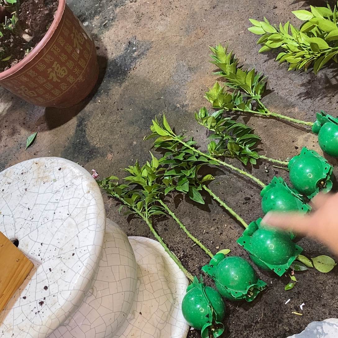 ℋ***࿐无花朵干柑橘柑橘把防干高压球