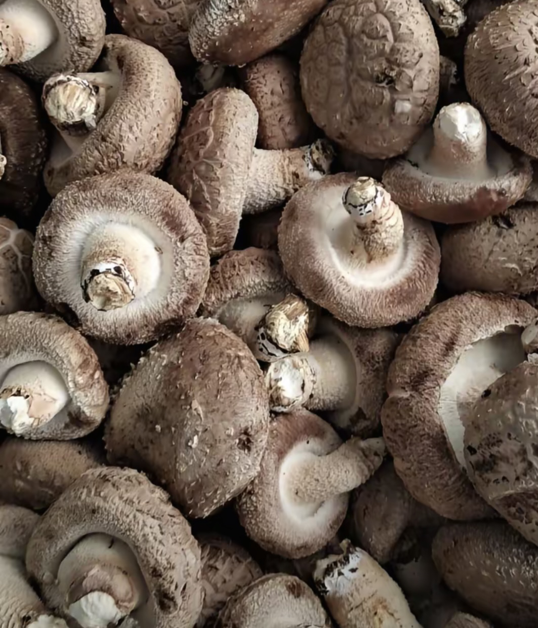 中缅山货铺 临时链接菇