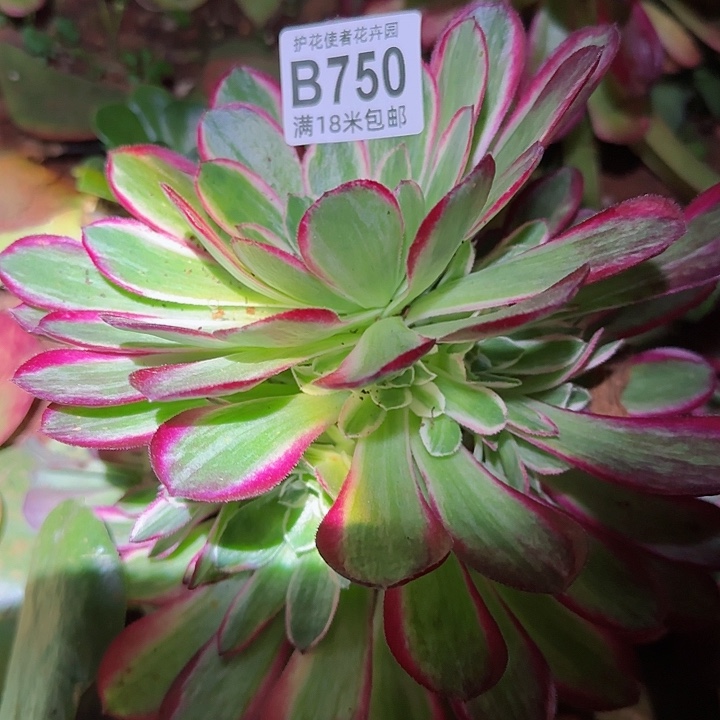 多肉 孔雀翎多肉法师