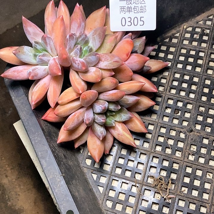 【闪购商品】用****10305多肉植物盆栽