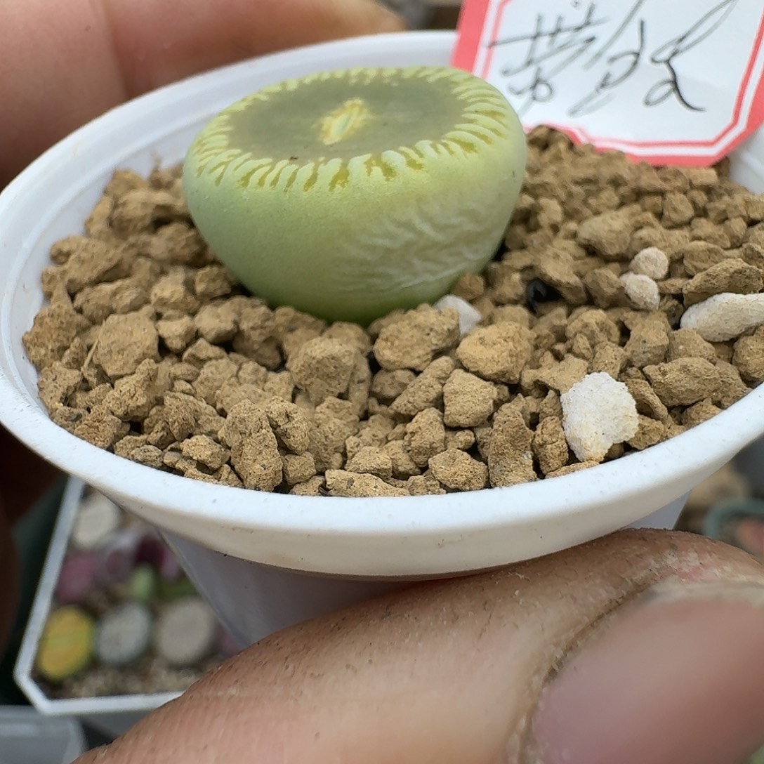 我***名多肉哈哈哈哈哈哈哈