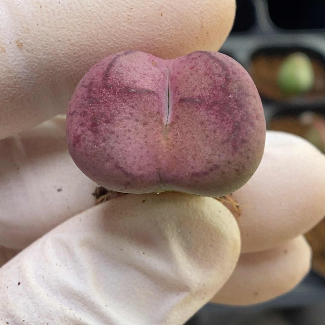 多肉植物肉锥杂交K-4941