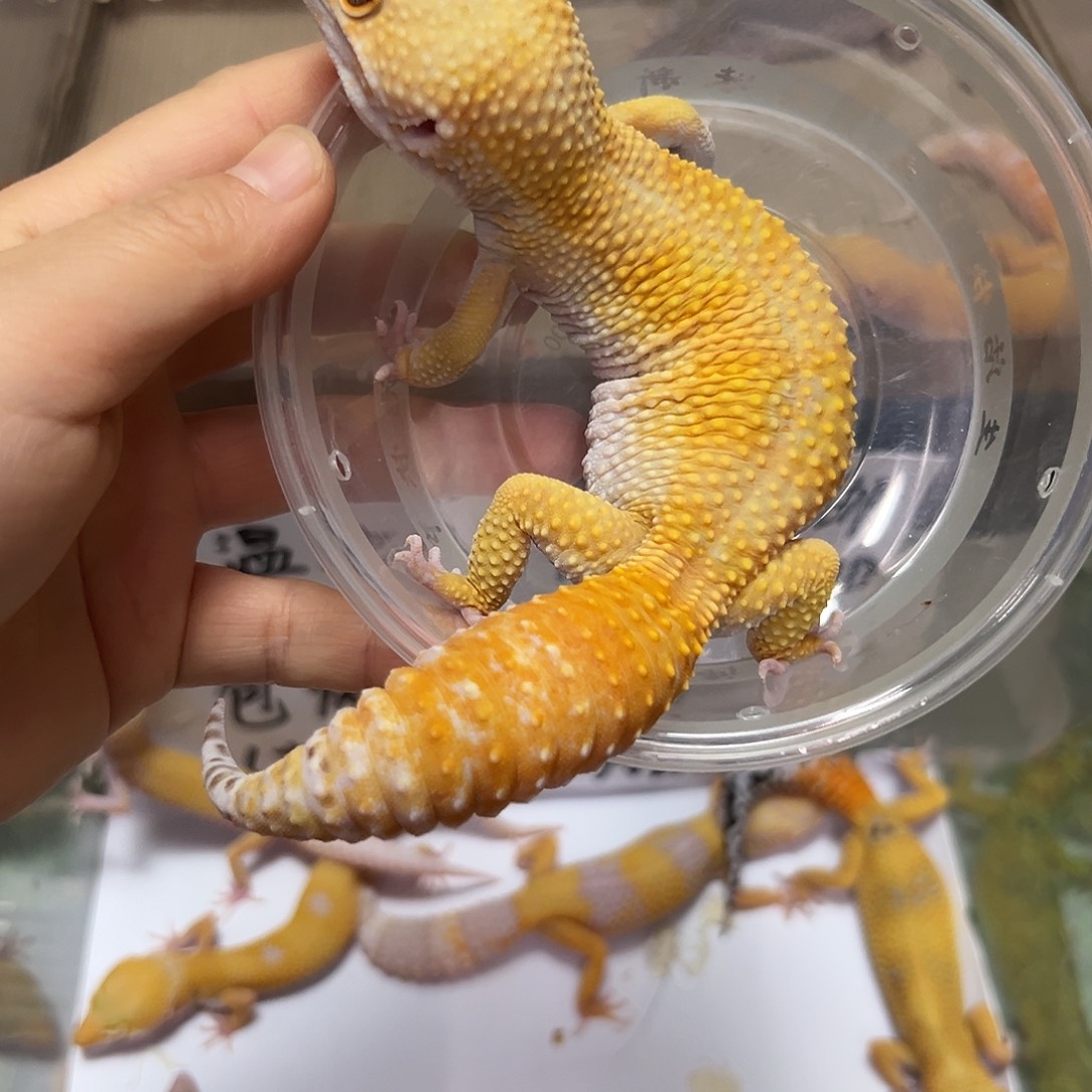 豹纹守宫豹纹守宫