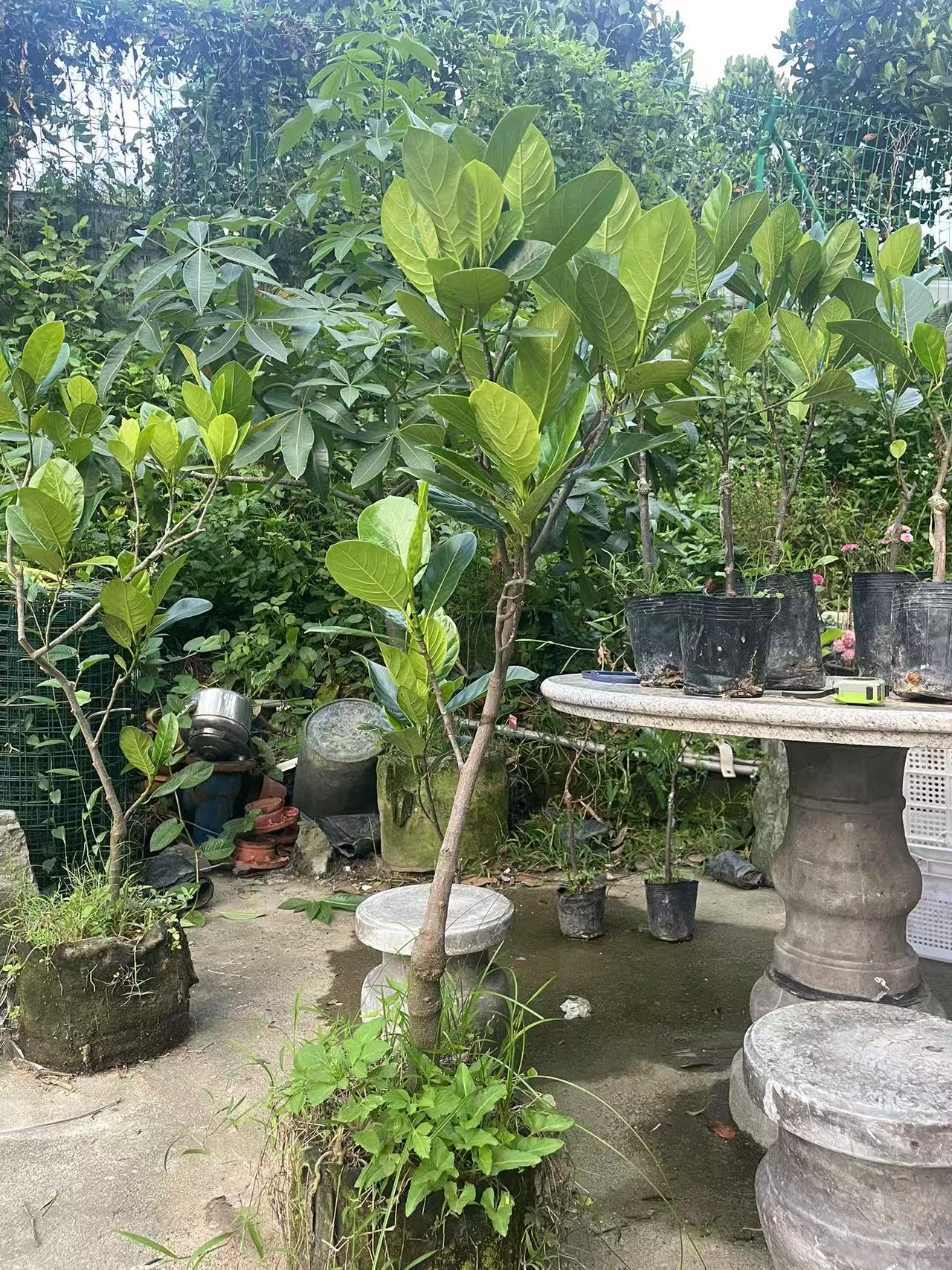 菠萝蜜大苗 J33 绿植园艺 果树 马来西亚J33号菠萝蜜大苗