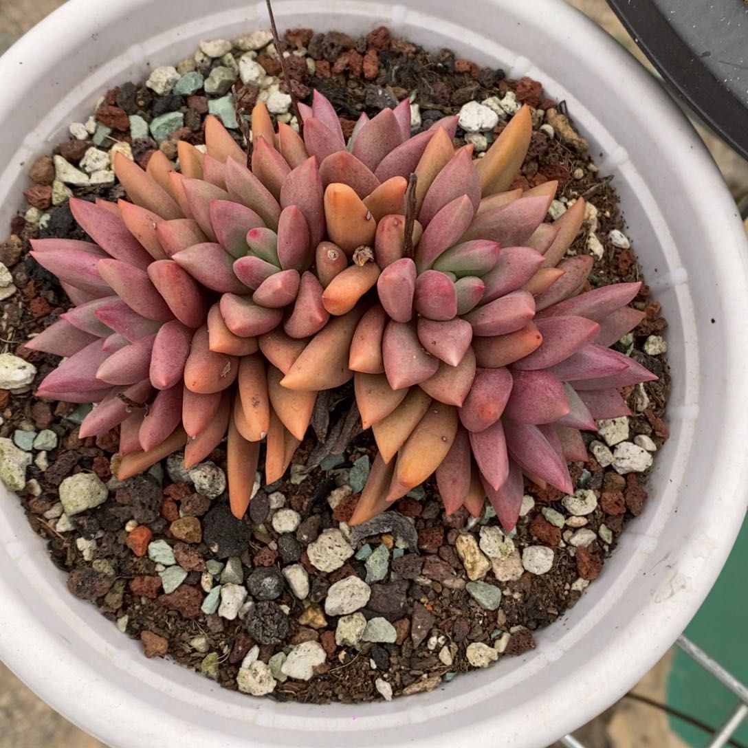 。桃花源B-25.12.25