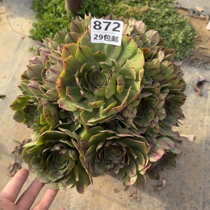 万拉丝……多肉植物……