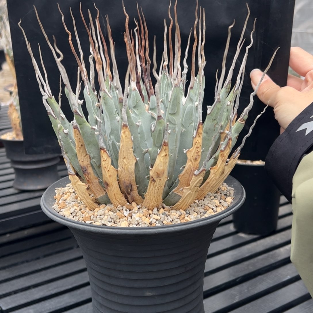 无花朵妖炎熟桩带盆 8折价 长长长长曲刺