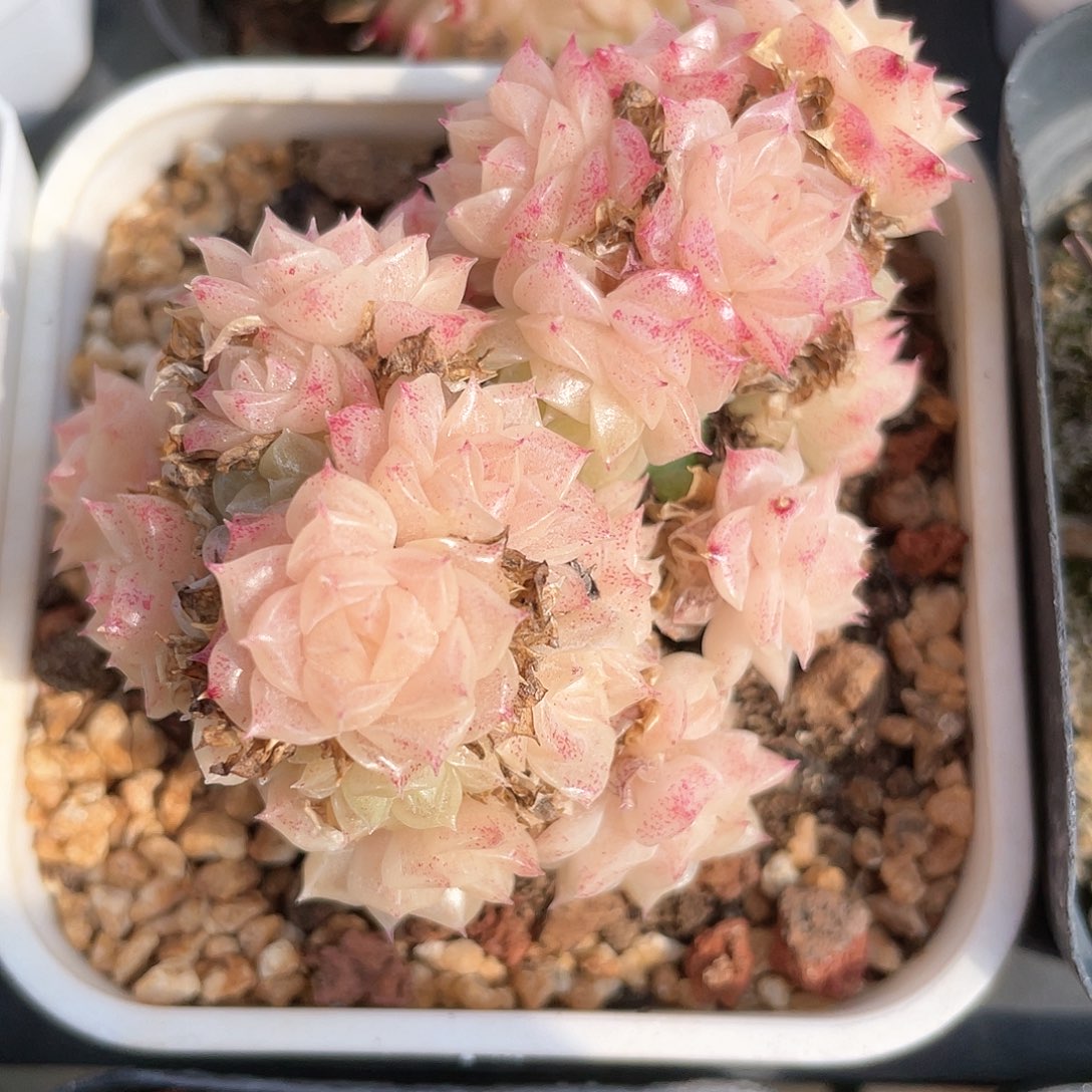 优选麦秆福利8578