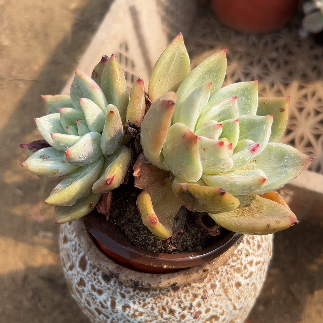 多肉植物白叶香槟