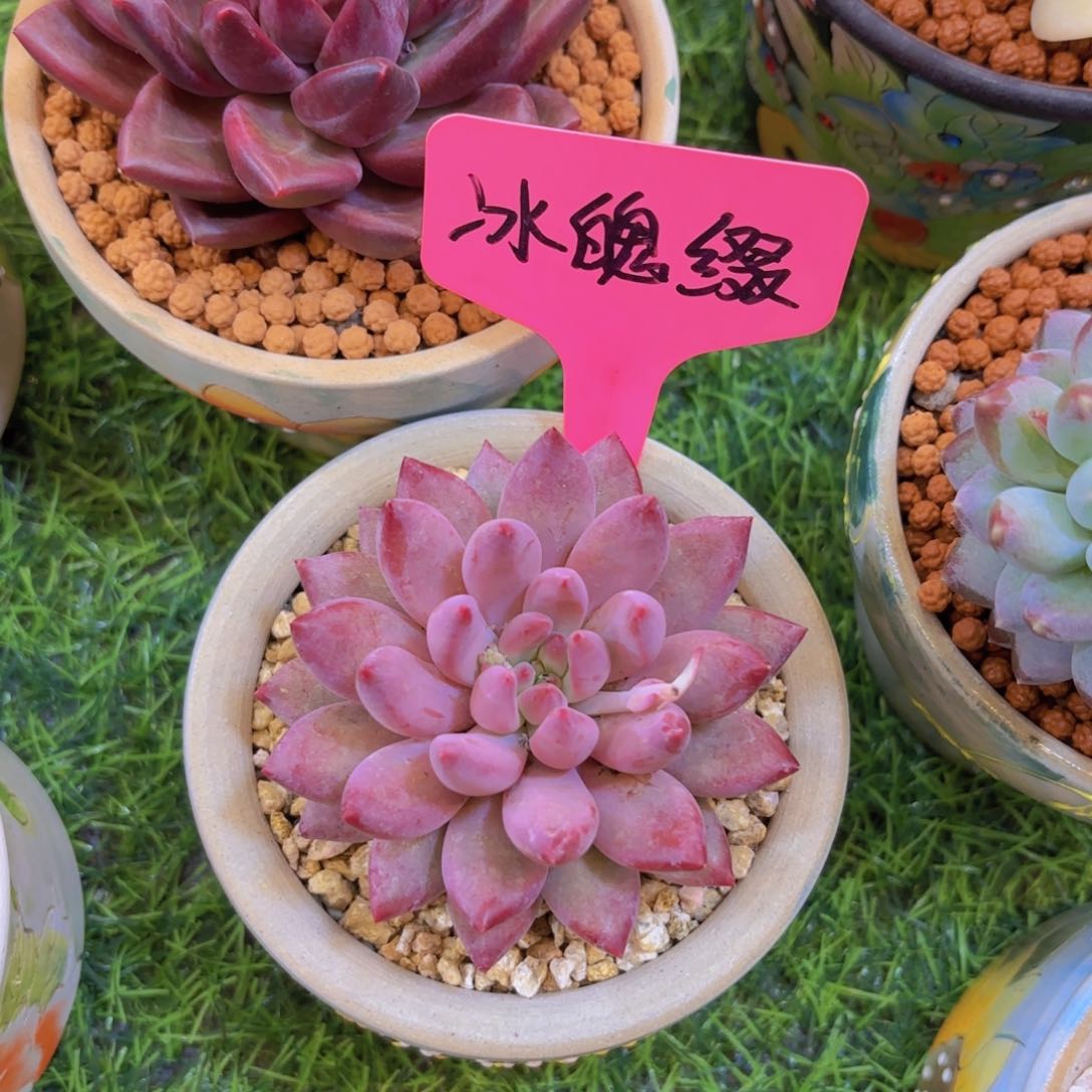 心*我的小可爱们都好可爱