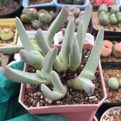 多肉肉锥 美人鱼虾钳