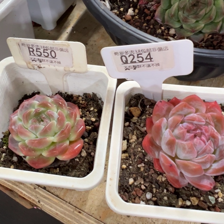 泡***芙冰魄2颗6cm多肉植物