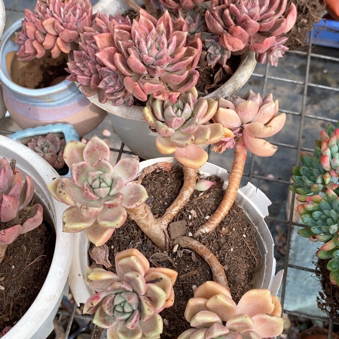 2盆璀璨 木质化老桩