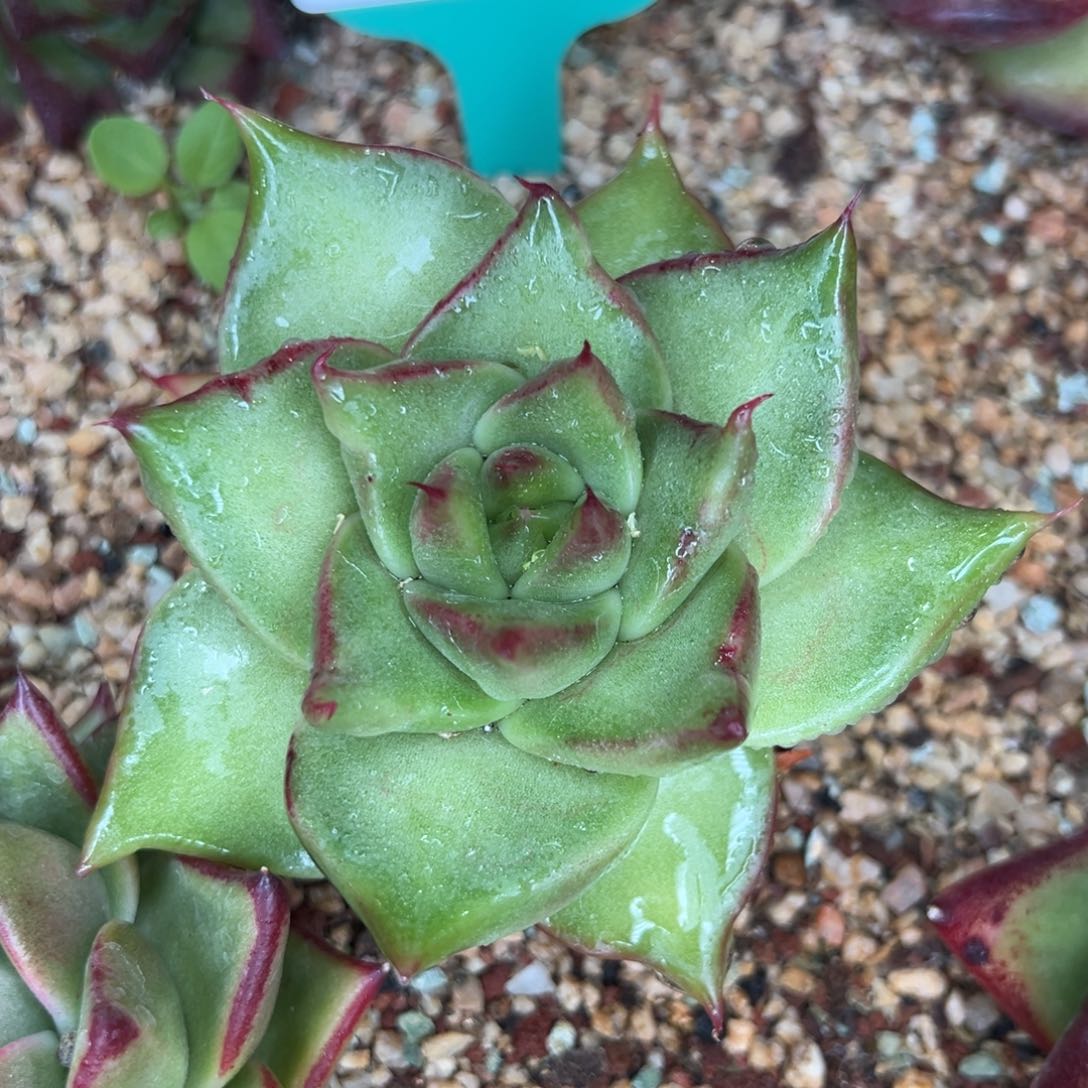 从前慢多肉精选编号0116.245