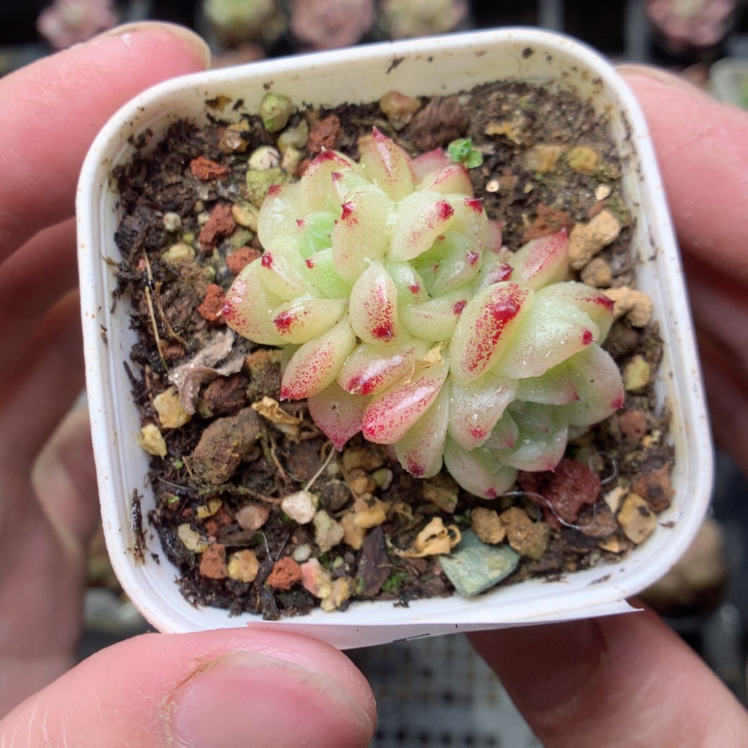 E49y y y y y t t y