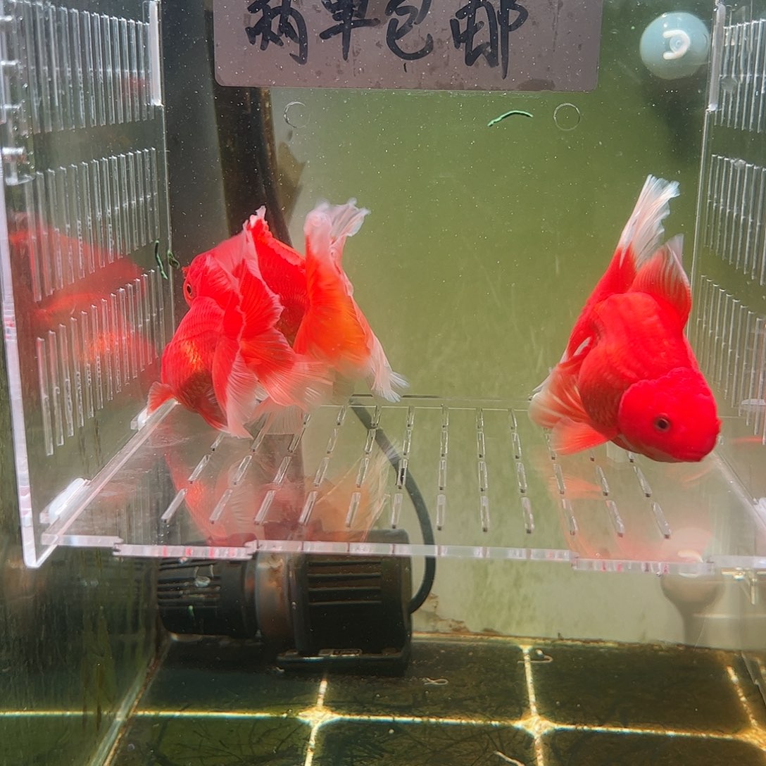 金鱼百褶泰狮亚成23