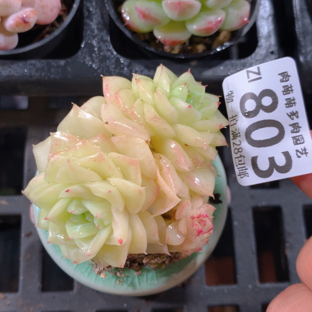 5CM拇指盆精控多肉ZI803