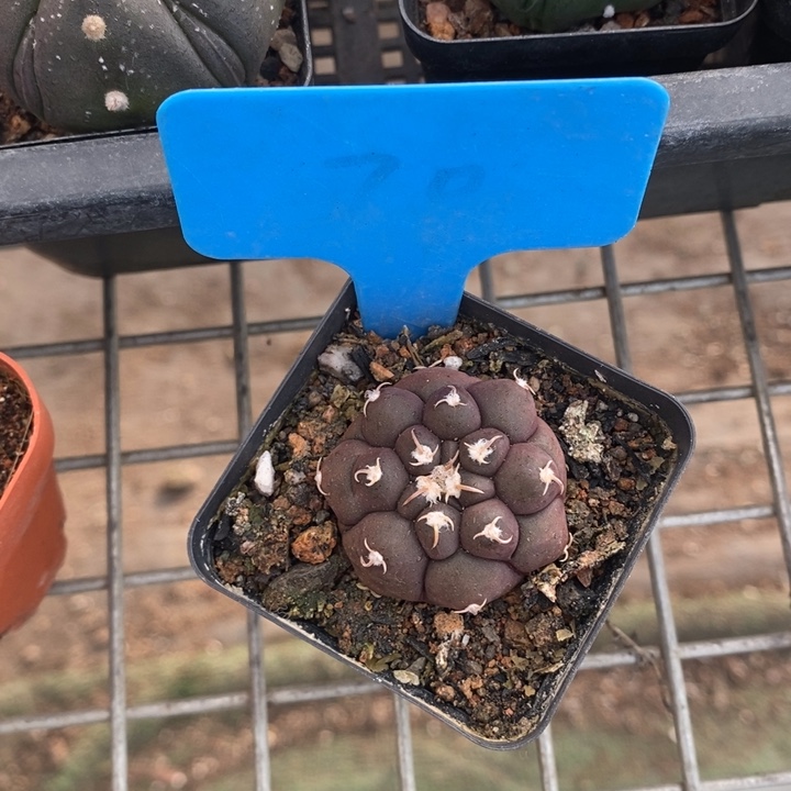 伯克利和格蕾纳等著名音乐