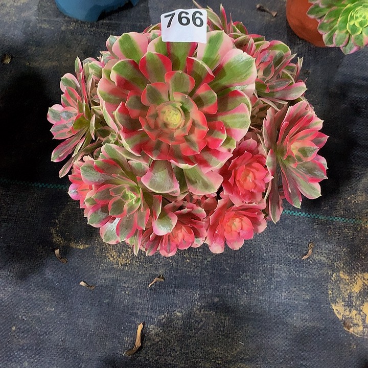 唐***彩法师邀月766000000