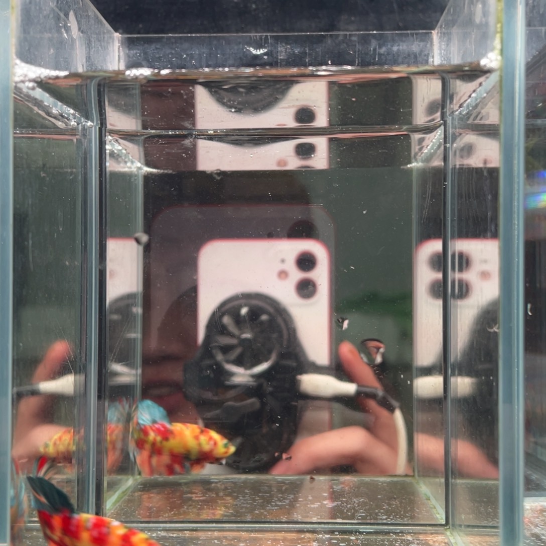 斗鱼印尼精品斗鱼67