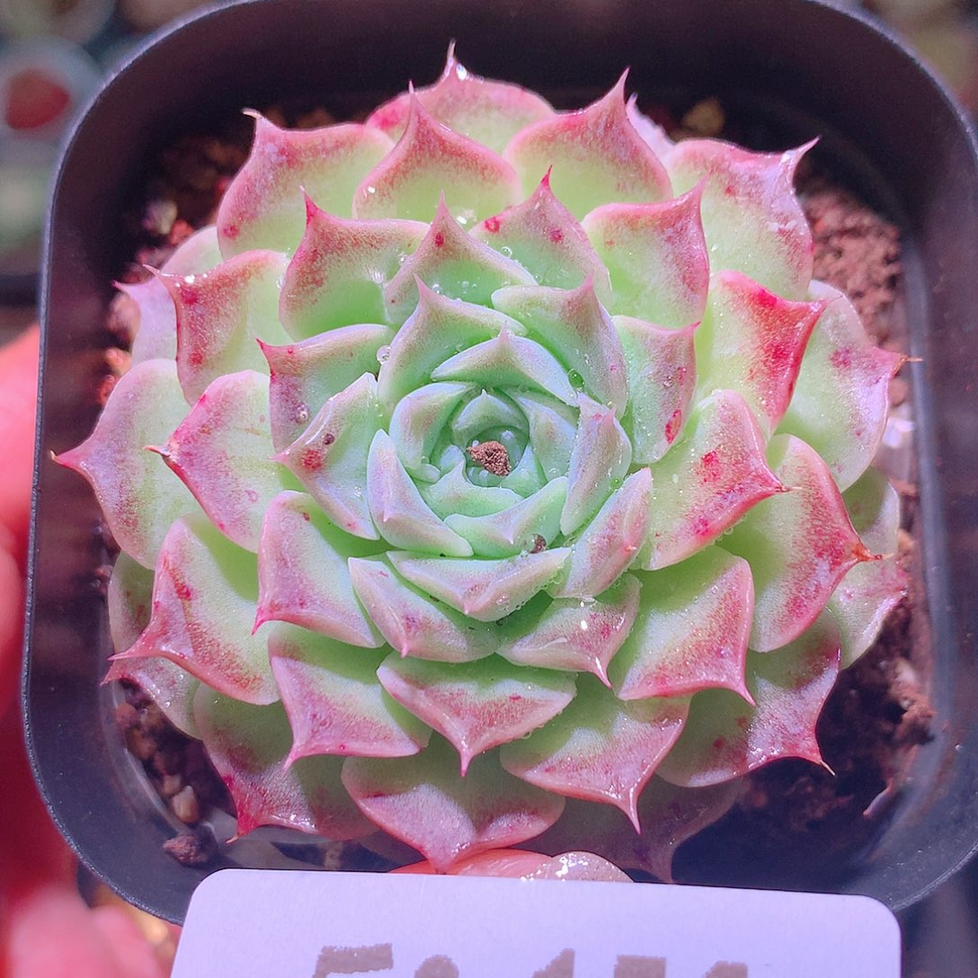 乐然8-156 海琳娜 