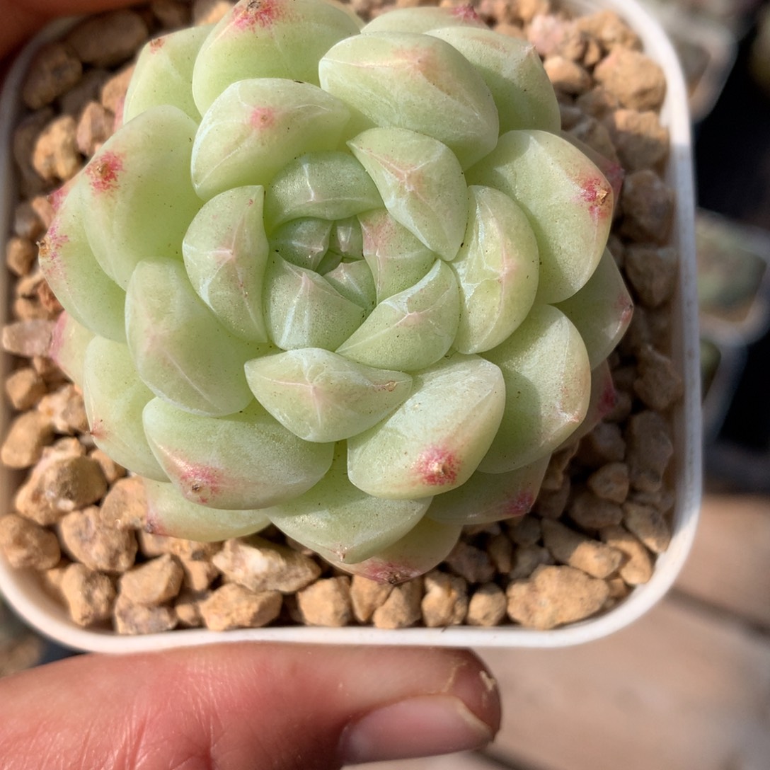 美尼。     杂交白体。     多肉31号