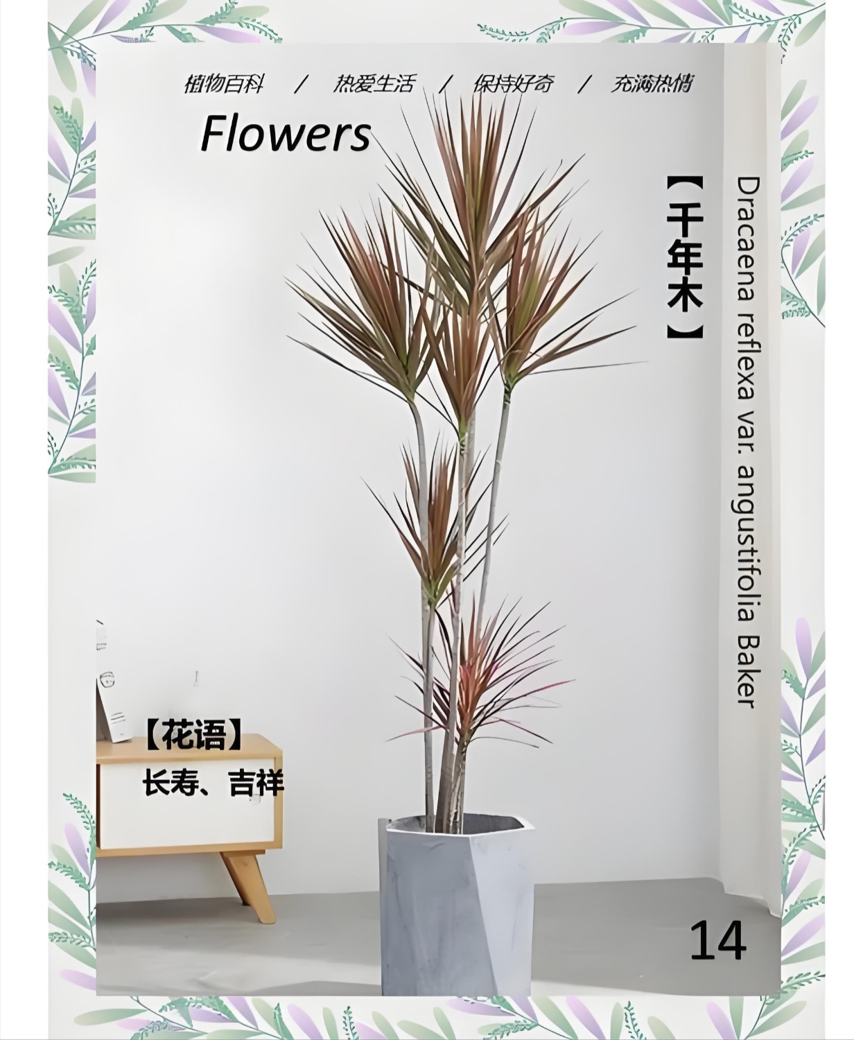 千年木七彩铁荷花 绣球室内绿植净化空气好养易活大型落地 不含盆