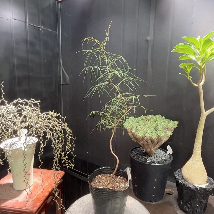 112帕卡裂榄哈哈哈哈哈哈哈