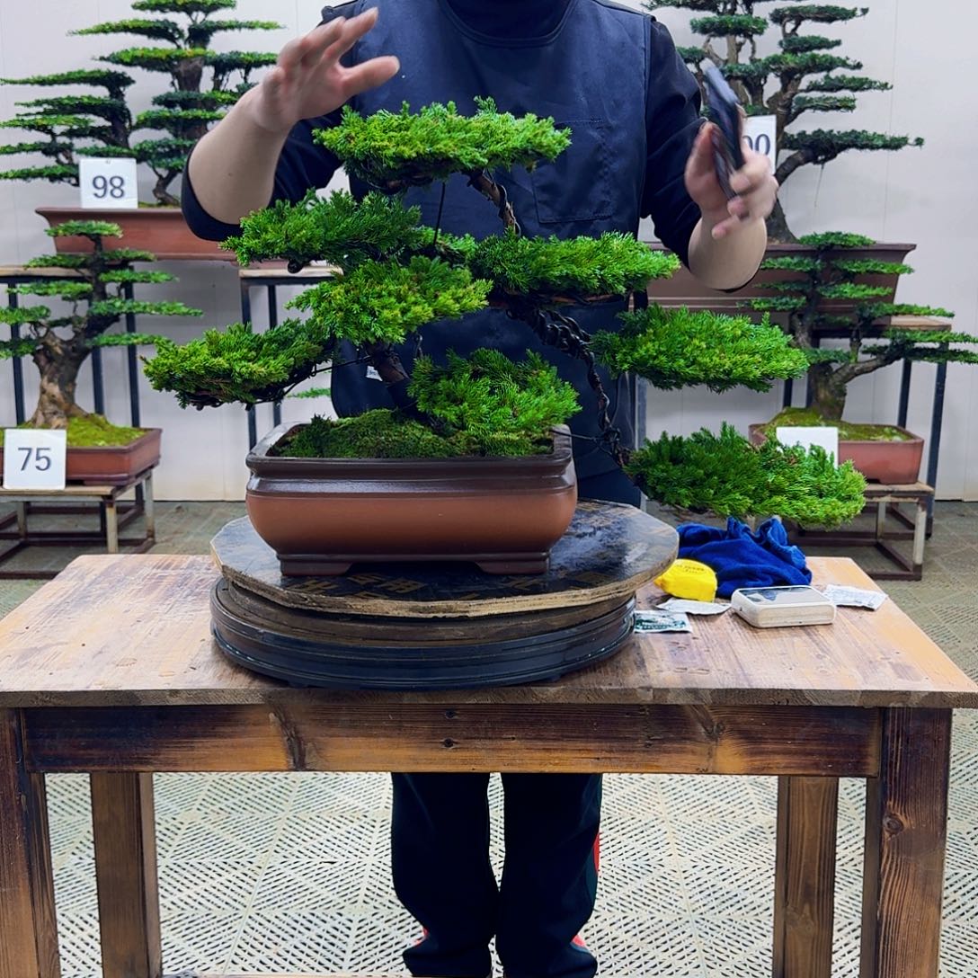 无花朵柏树造型盆景