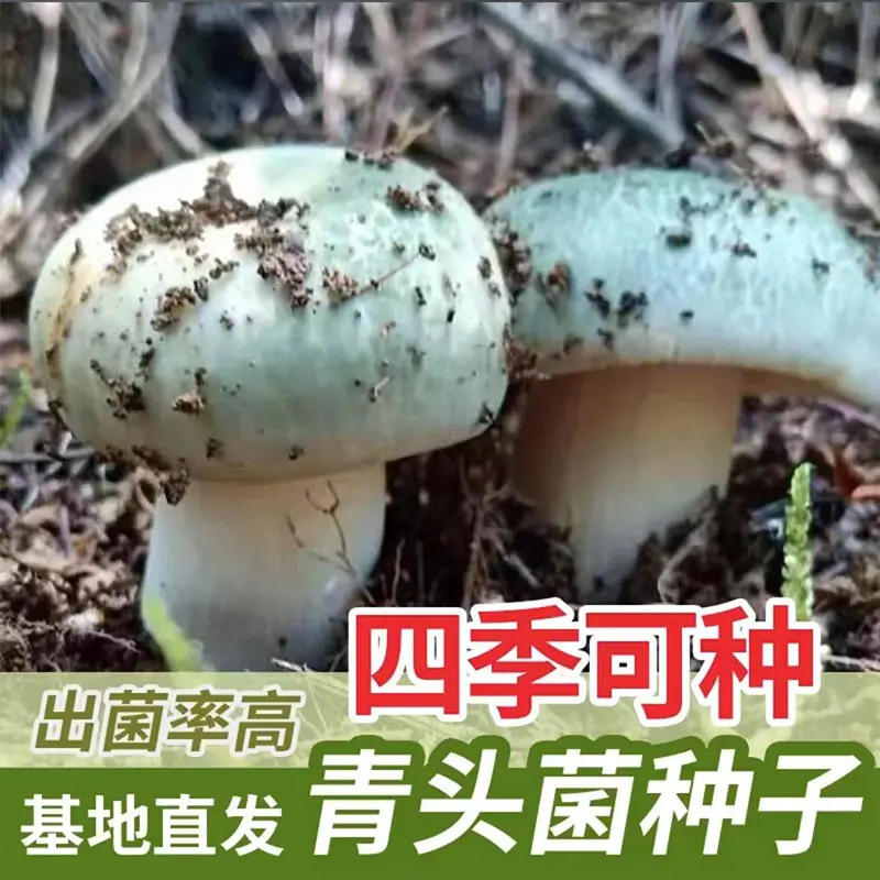 热热热销!2025 新品青头菌种子云南人工青头菌菌种可室内室外种植