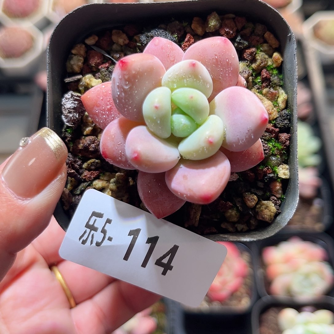 乐5-114 洛神单头