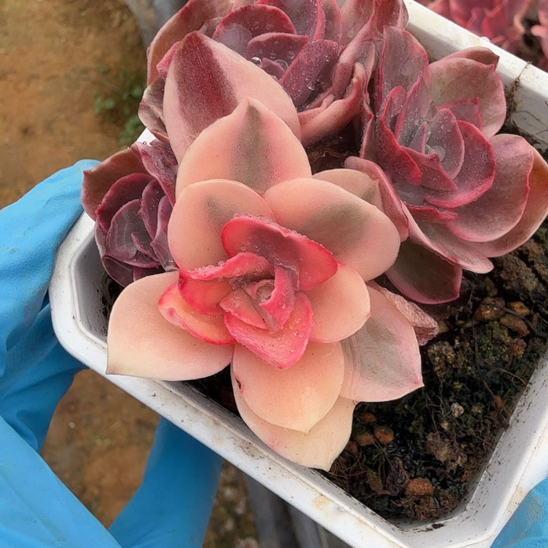 秀妍锦，底座有宽覆轮锦