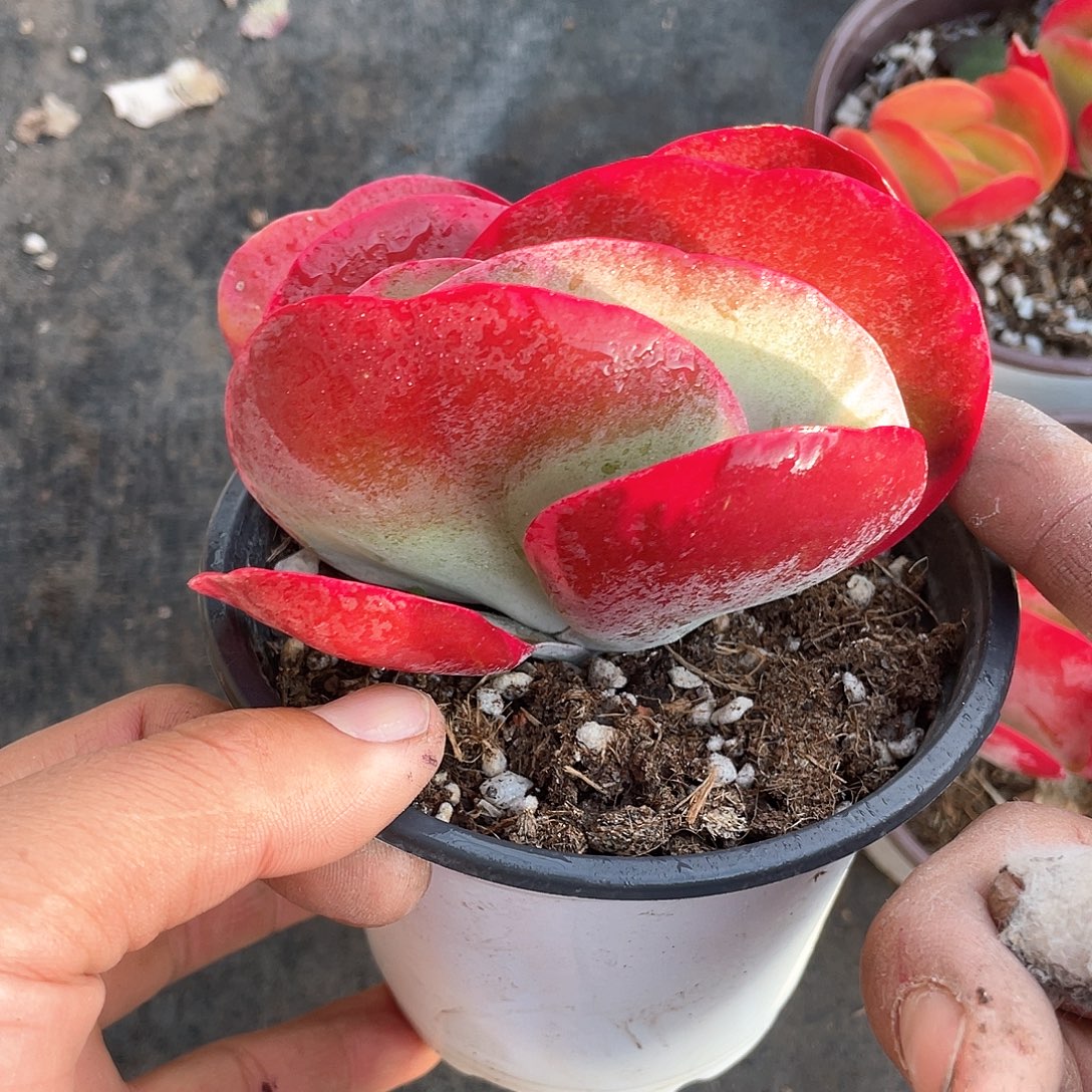 唐寅锦多肉带盆发货