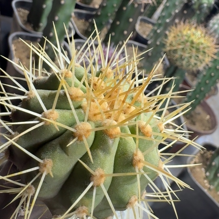 仙人球多肉植物花卉。逆鳞丸