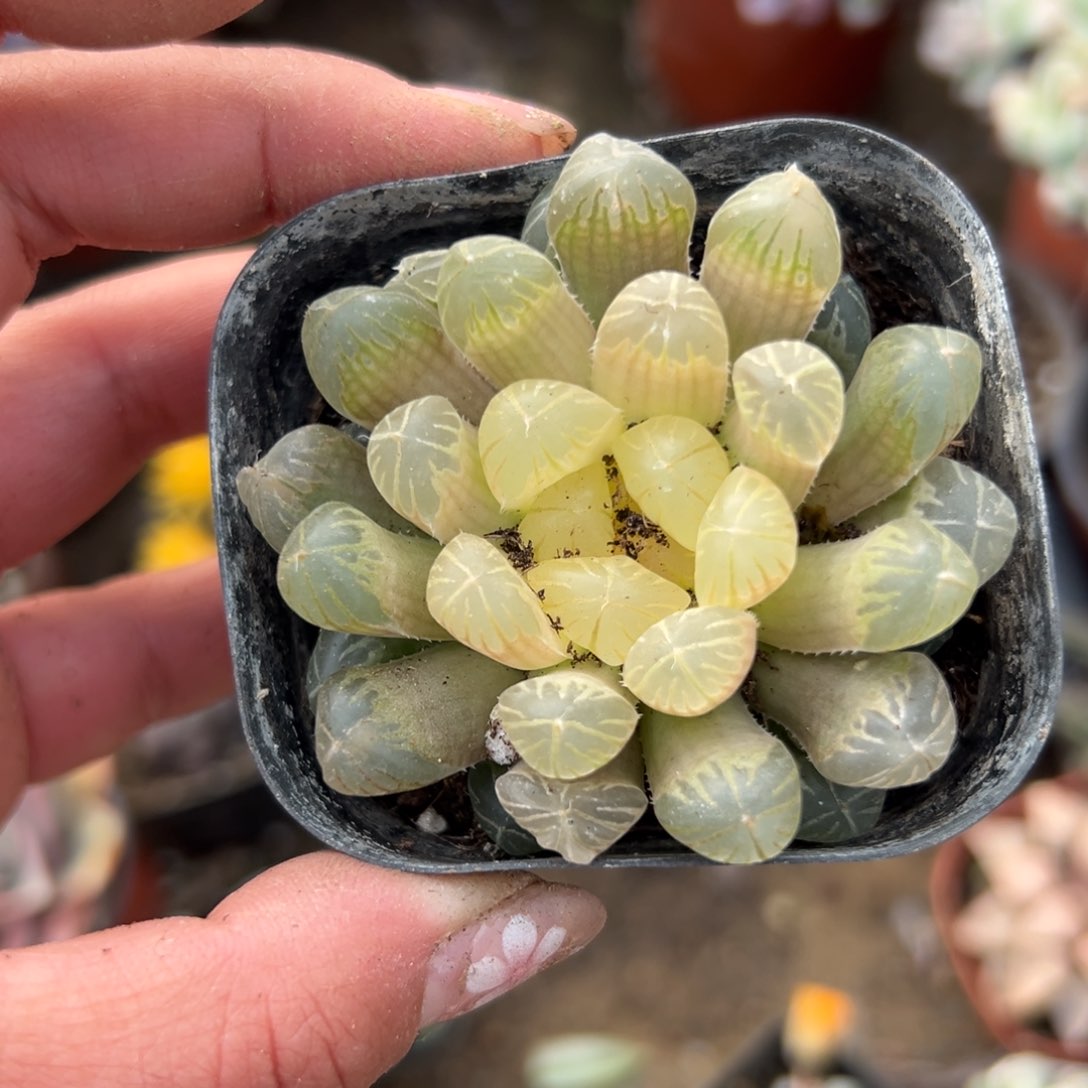 多肉植物多肉植物