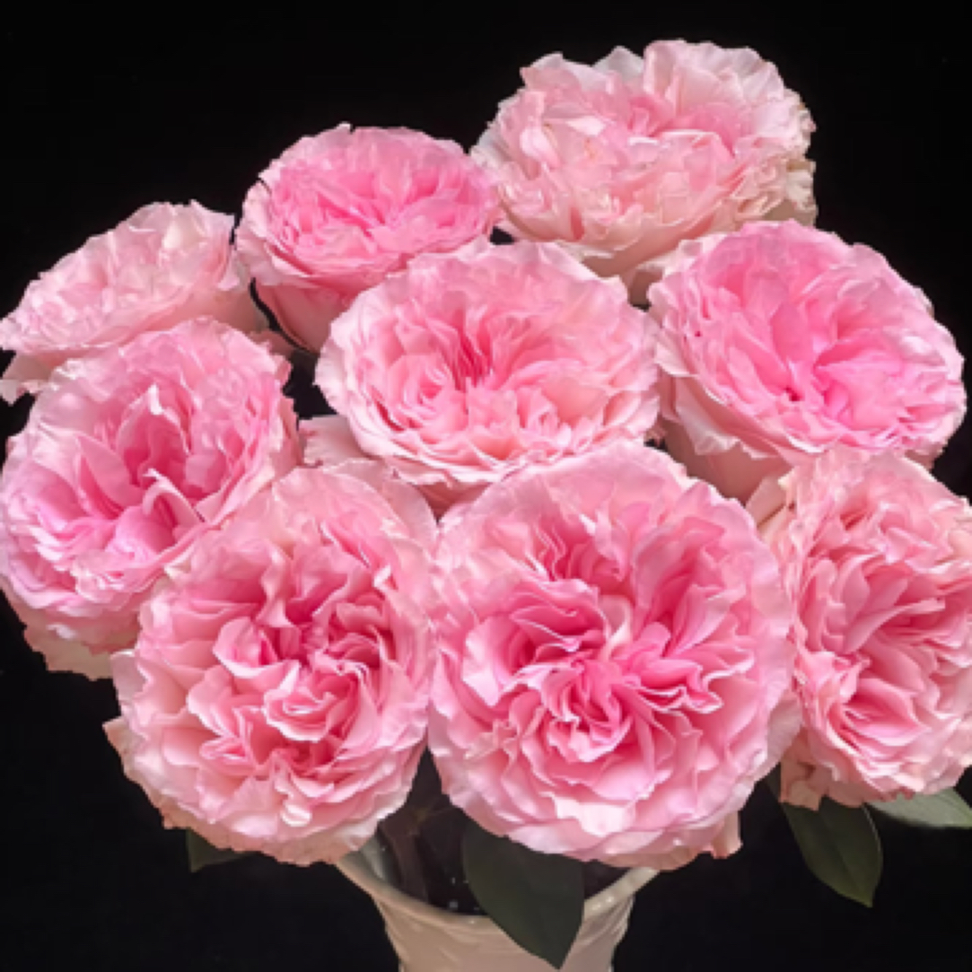 【海盛】洛神玫瑰--1单中通  3单空运（20%不售后）