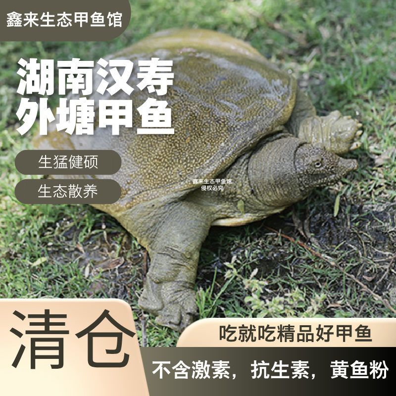 【湖南外塘甲鱼3只】生态散养外塘青黄背甲鱼共5-6斤鲜活到家包邮