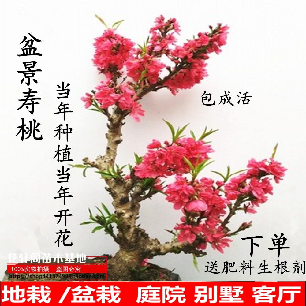 寿星桃苗重瓣桃花寿心桃盆栽 盆景桃树苗带花苞阳台植物