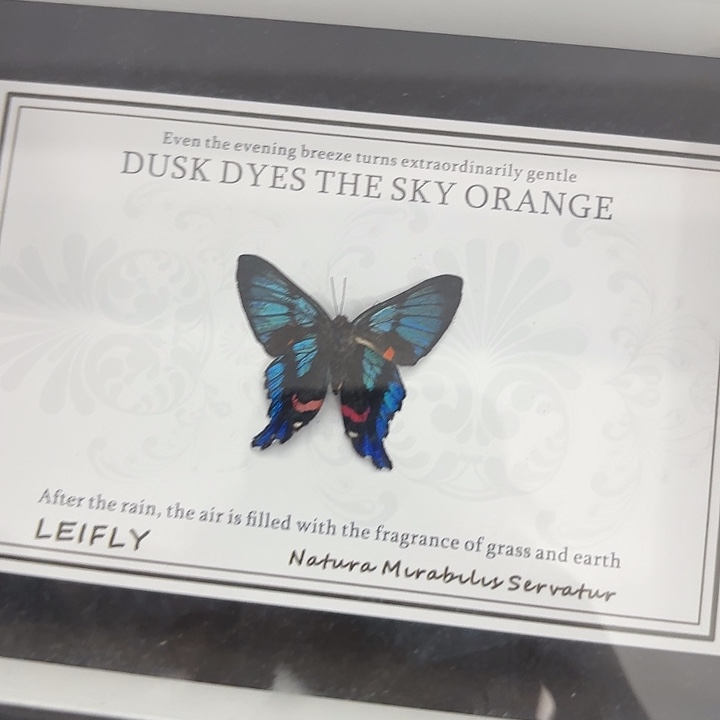 —***—蝴蝶标本定制823@