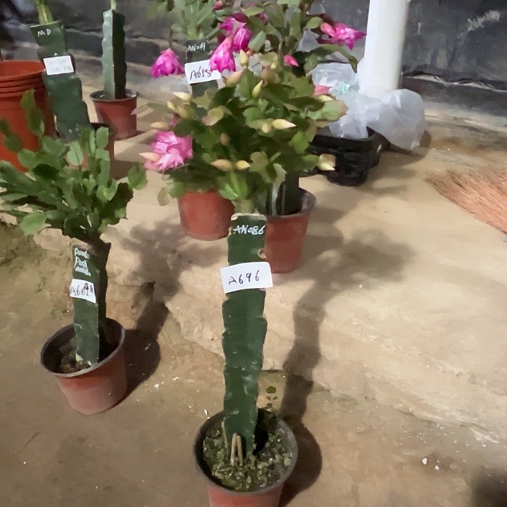 完全开放A696.AN086