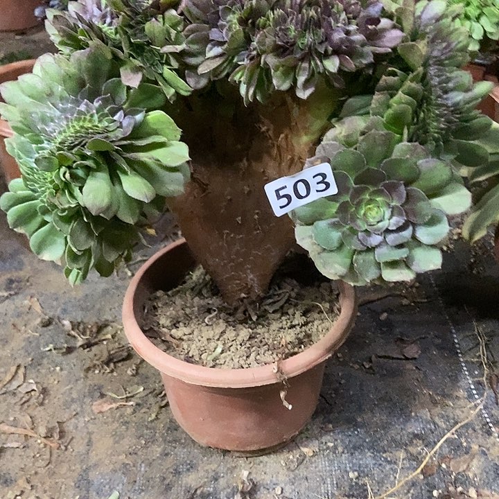 503万缀老板子法师缀老