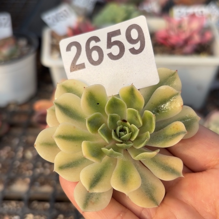 头盖锦多肉植物满18包邮当场凑单