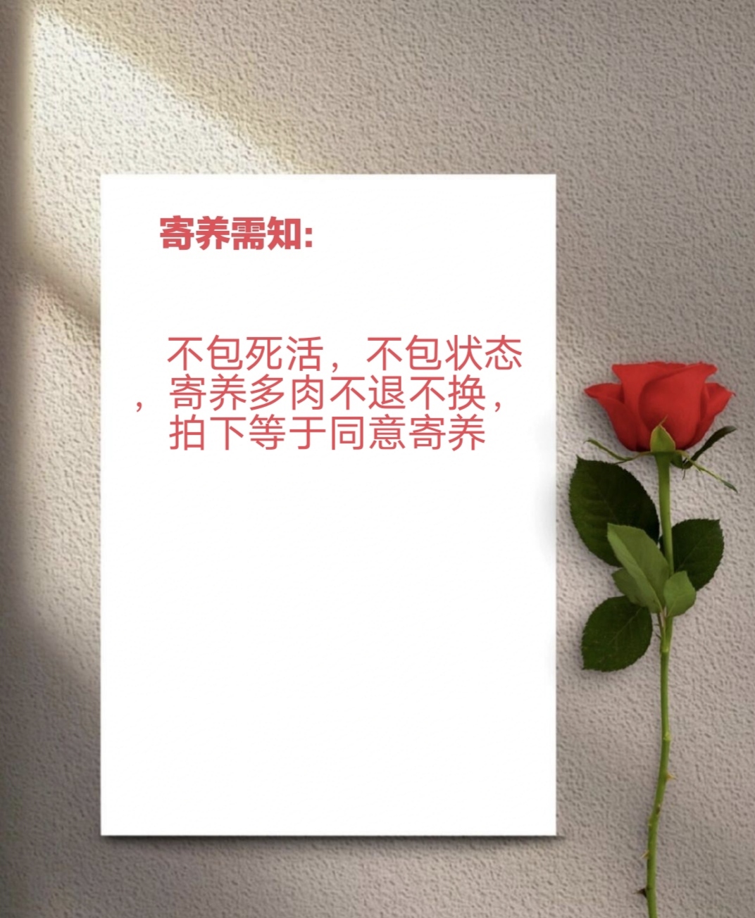 寄养空包（多肉植物）