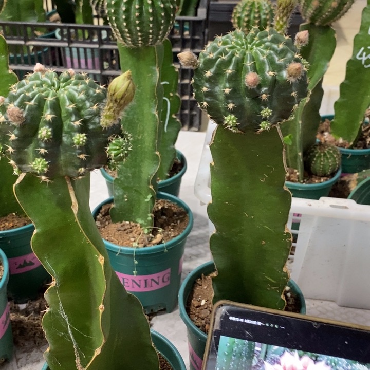 新品奶酪丽花母本带花苞