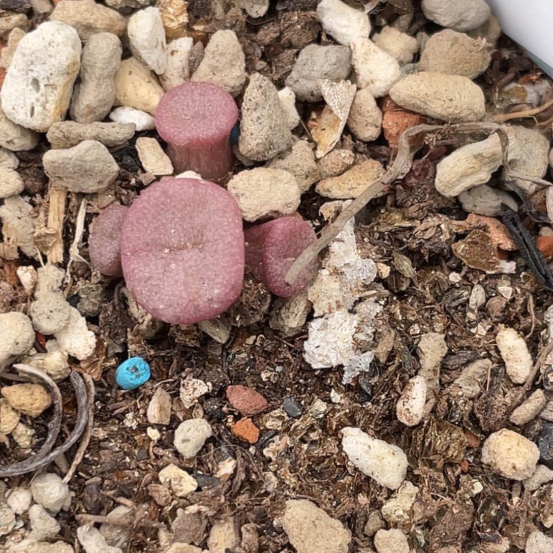 3-126猪鼻子多肉植物