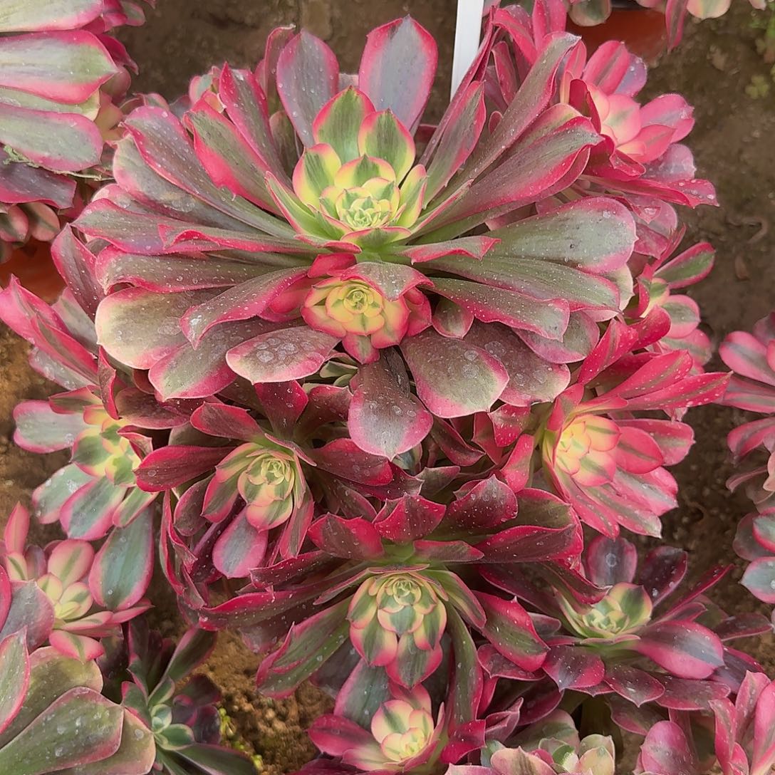 4506桃夭多肉法师多肉